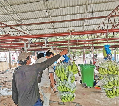 柬中拓展农产品贸易空间巨大 第一现场